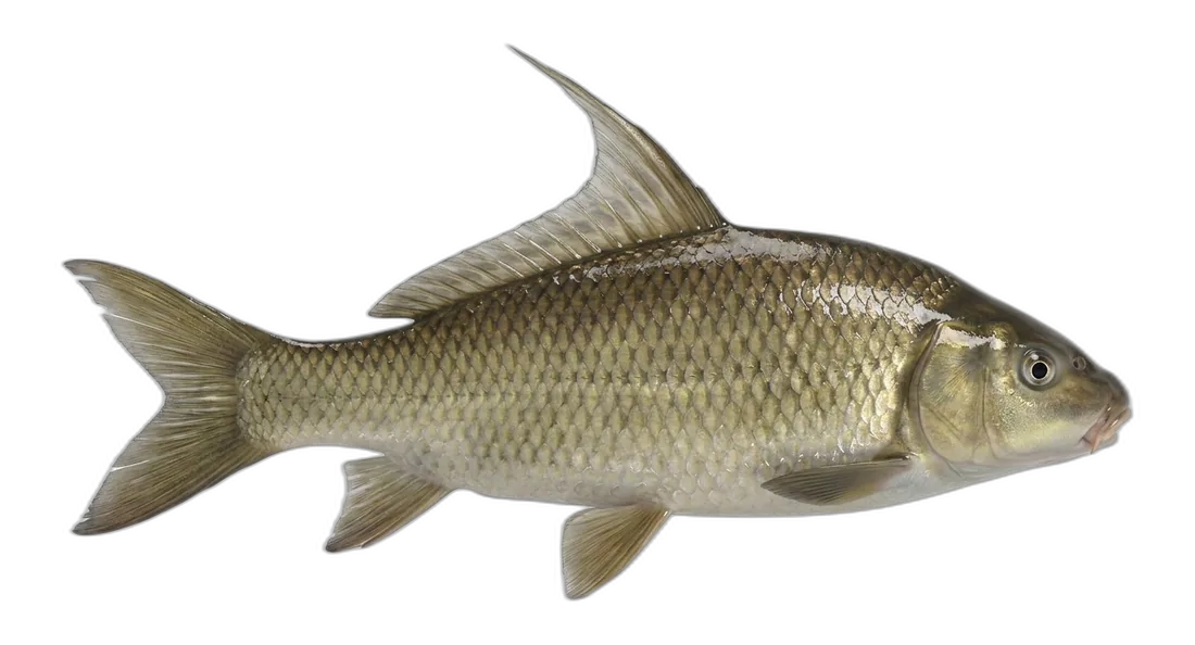 Quillback Carpsucker