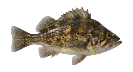 Quillback Rockfish