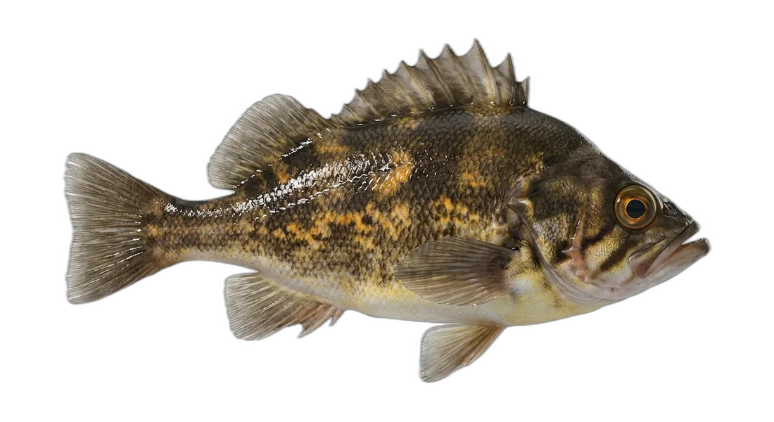Quillback Rockfish