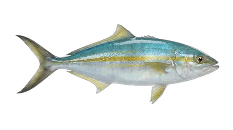 Rainbow Runner