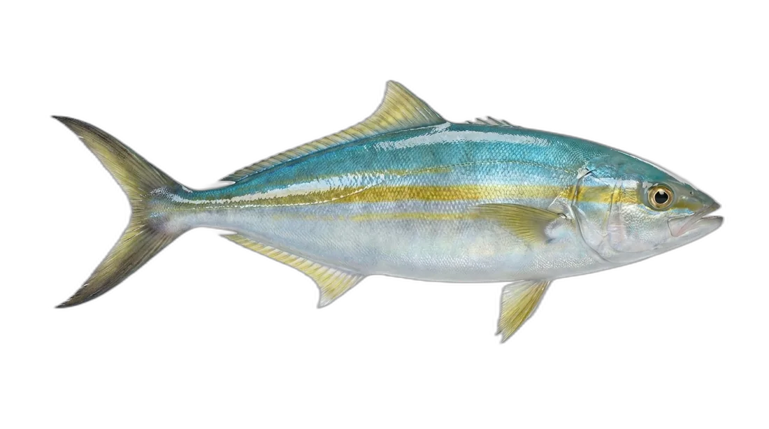 Rainbow Runner