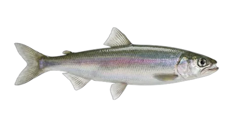 Rainbow Smelt