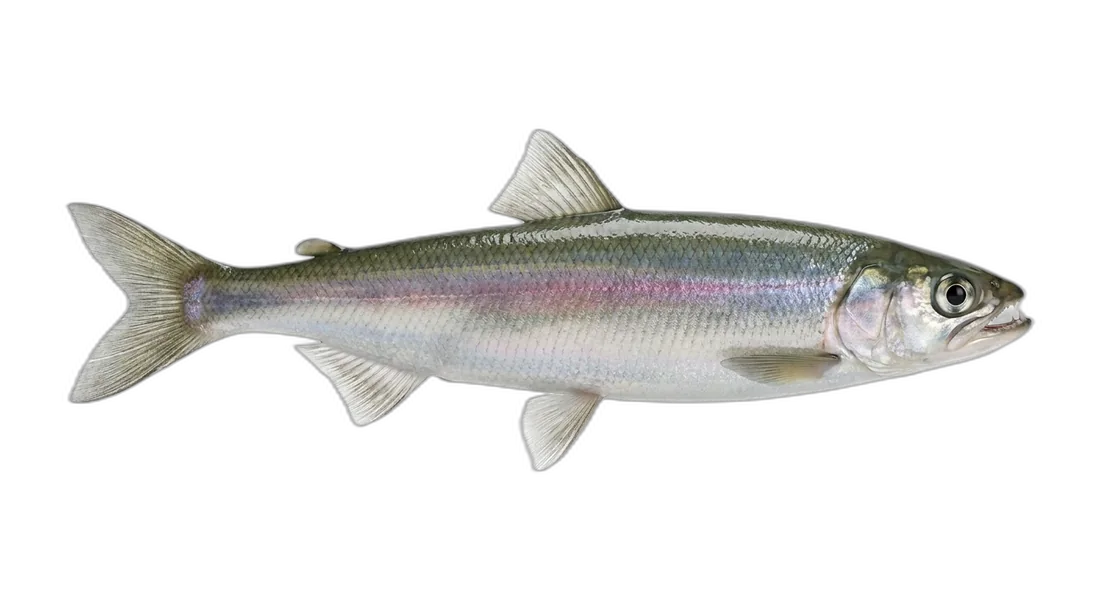Rainbow Smelt