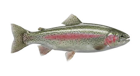 Rainbow Trout