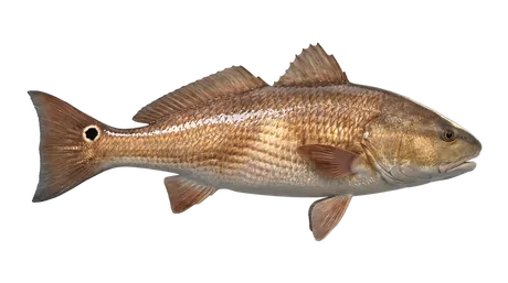 Red Drum