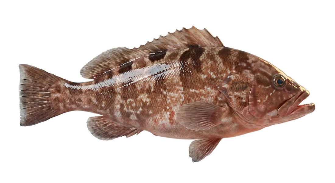 Red Grouper