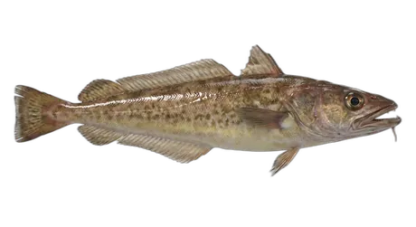 Red Hake