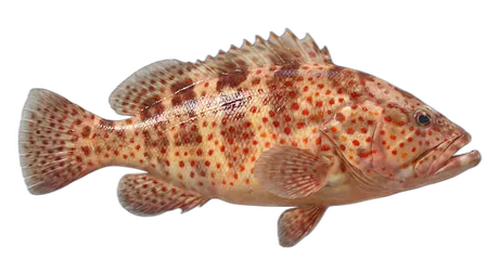 Red Hind