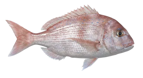 Red Porgy