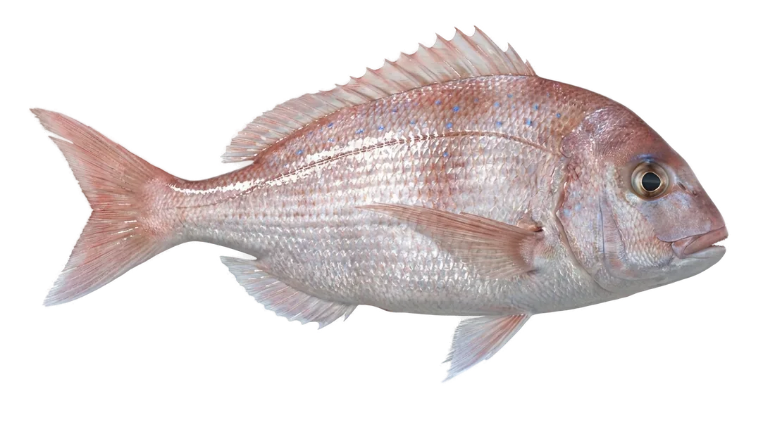Red Porgy