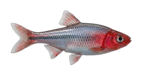 Red Shiner