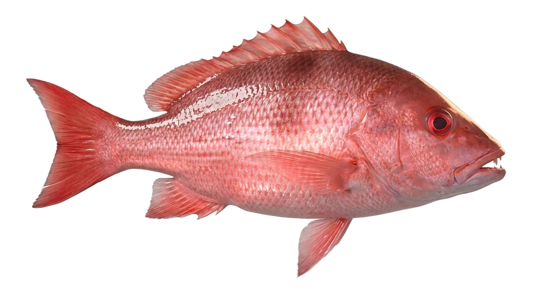 Red Snapper