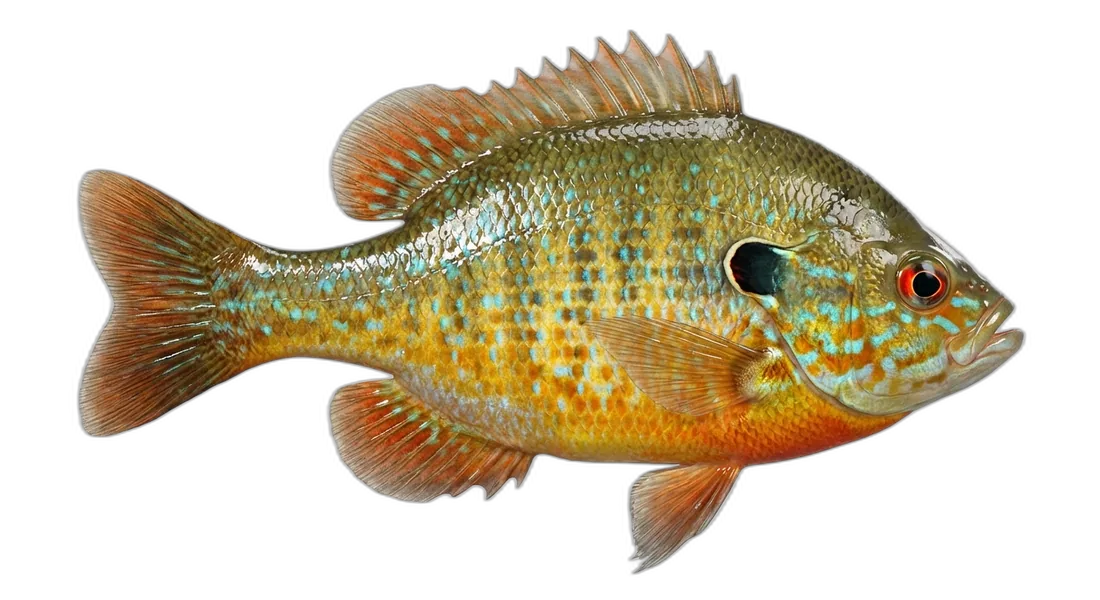 Redbreast Sunfish
