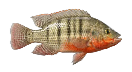 Redbreast Tilapia