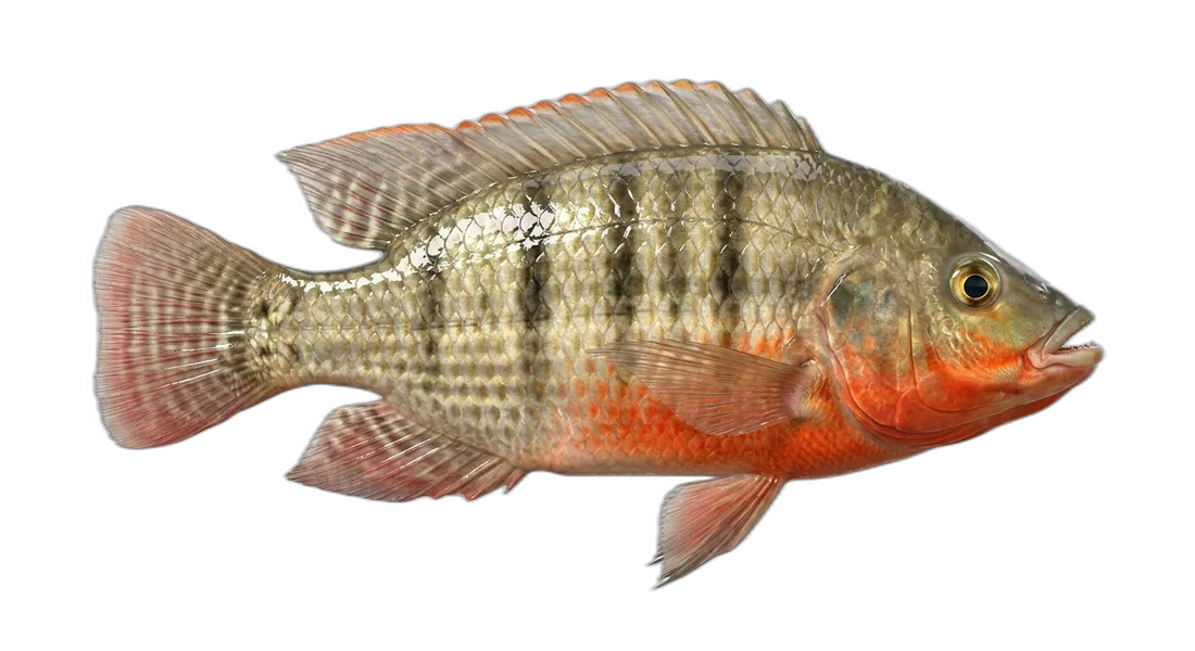 Redbreast Tilapia
