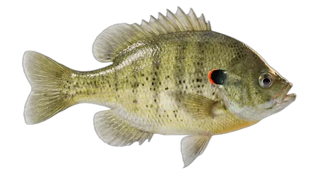 Redear Sunfish