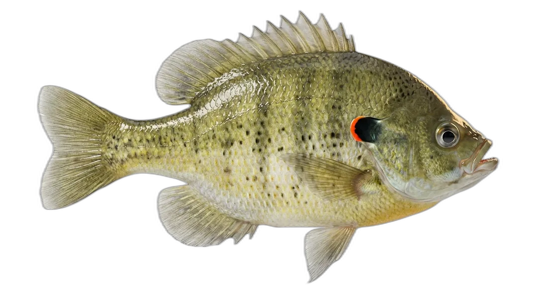 Redear Sunfish