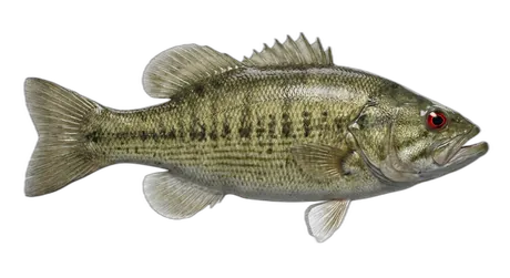 Redeye Bass
