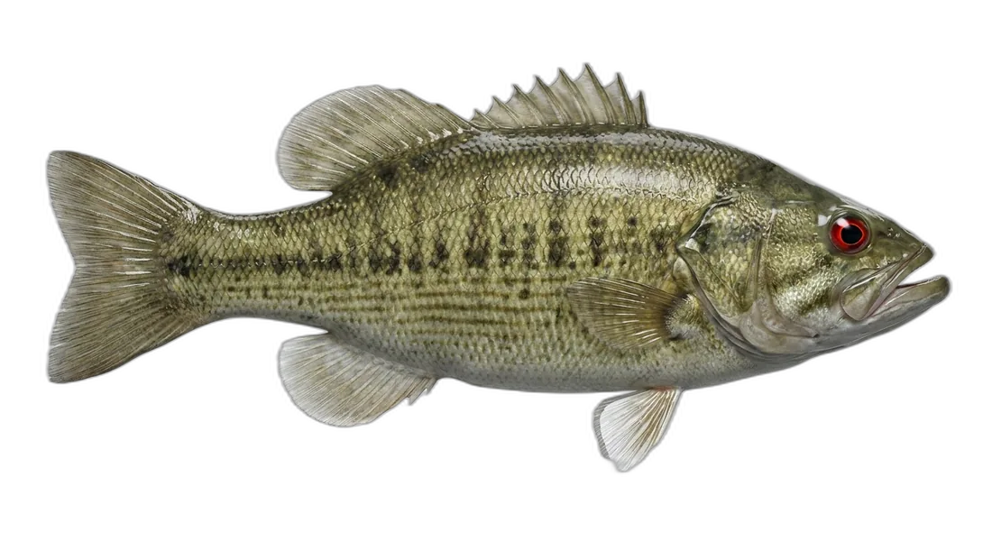 Redeye Bass