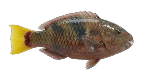 Redfin Parrotfish