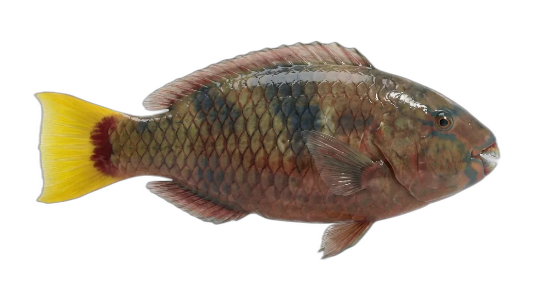 Redfin Parrotfish