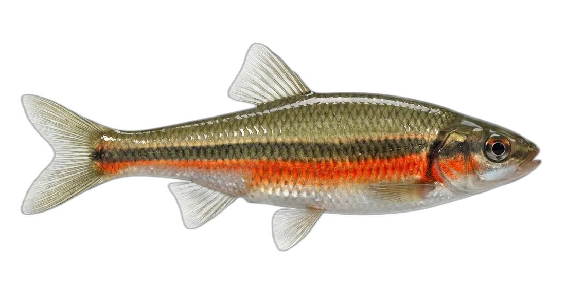 Redside Shiner