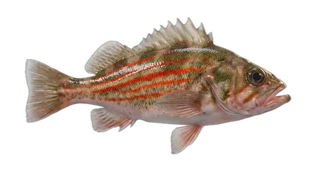 Redstripe Rockfish