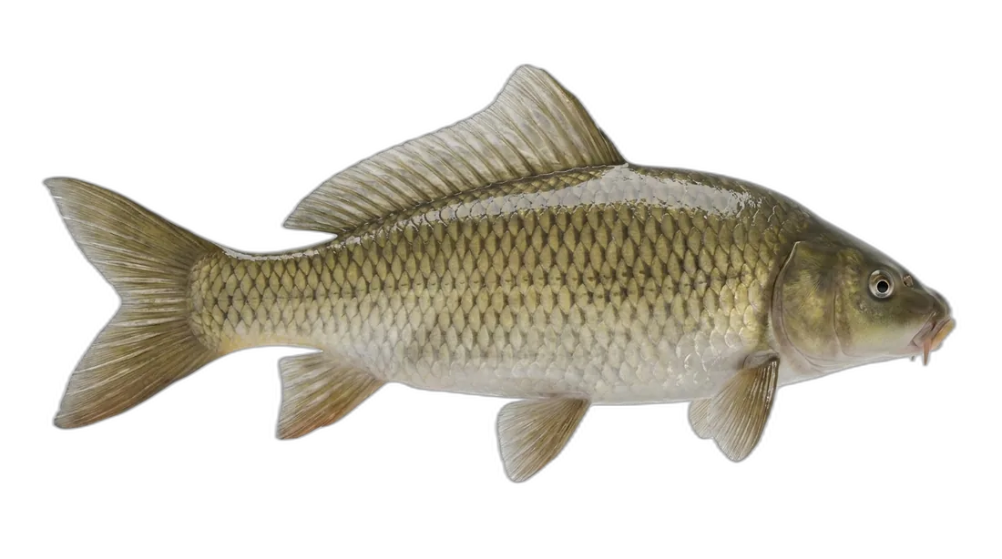 River Carpsucker