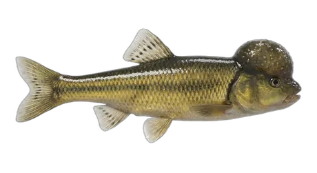 River Chub