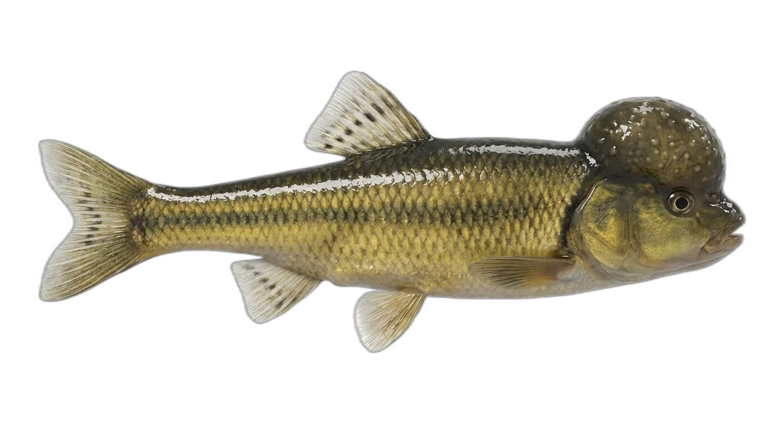 River Chub