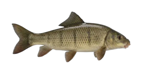 River Redhorse