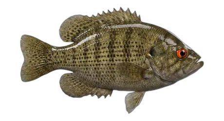 Rock Bass