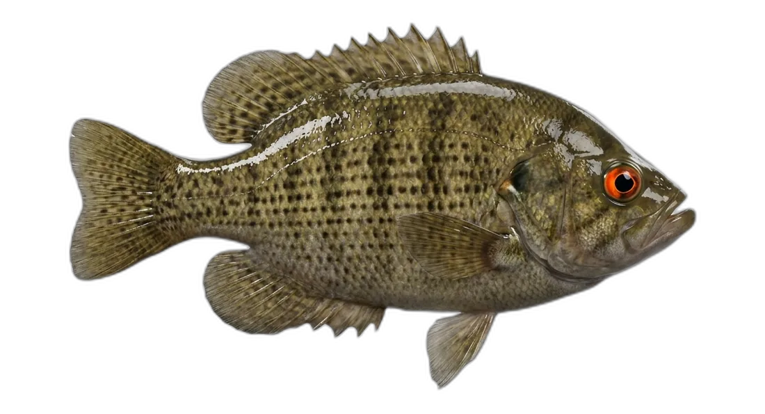 Rock Bass