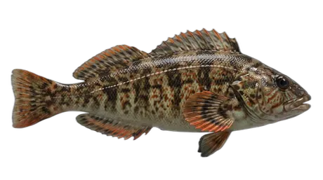 Rock Greenling