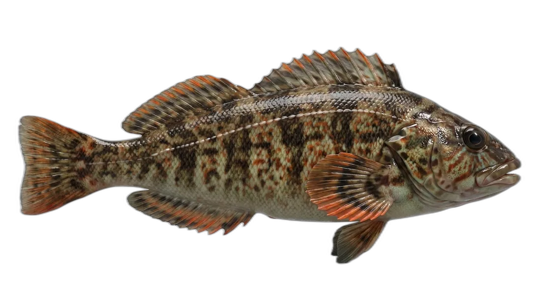 Rock Greenling