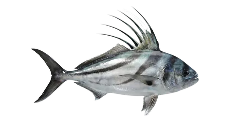 Roosterfish