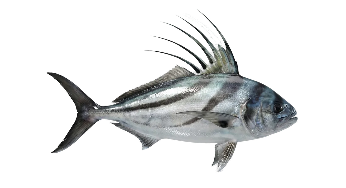 Roosterfish