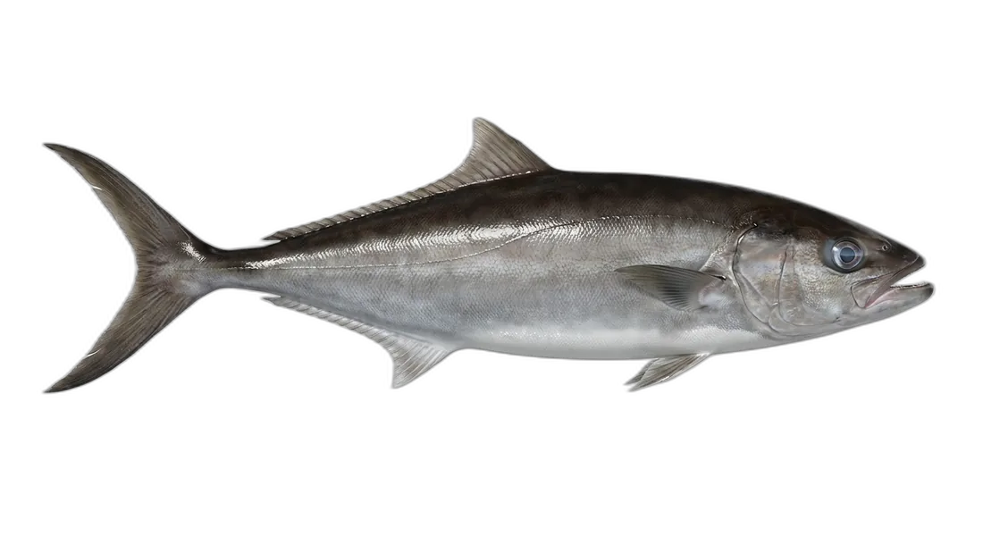 Roudi Escolar