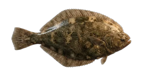 Roughscale Sole