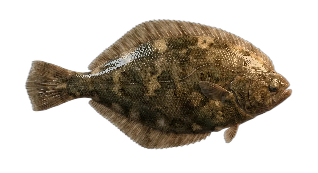 Roughscale Sole