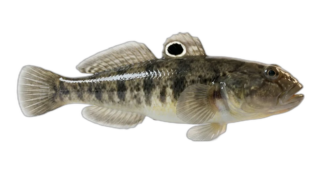 Round Goby