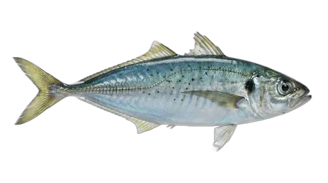 Round Scad