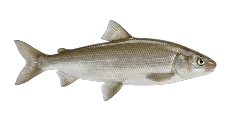 Round Whitefish