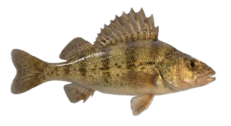 Ruffe