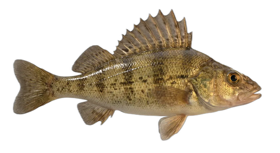 Ruffe