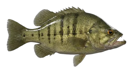 Sacramento Perch
