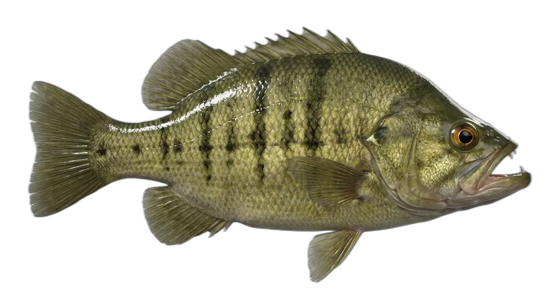 Sacramento Perch