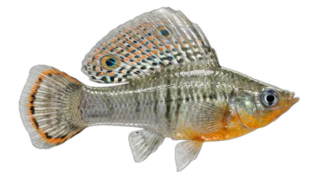 Sailfin Molly