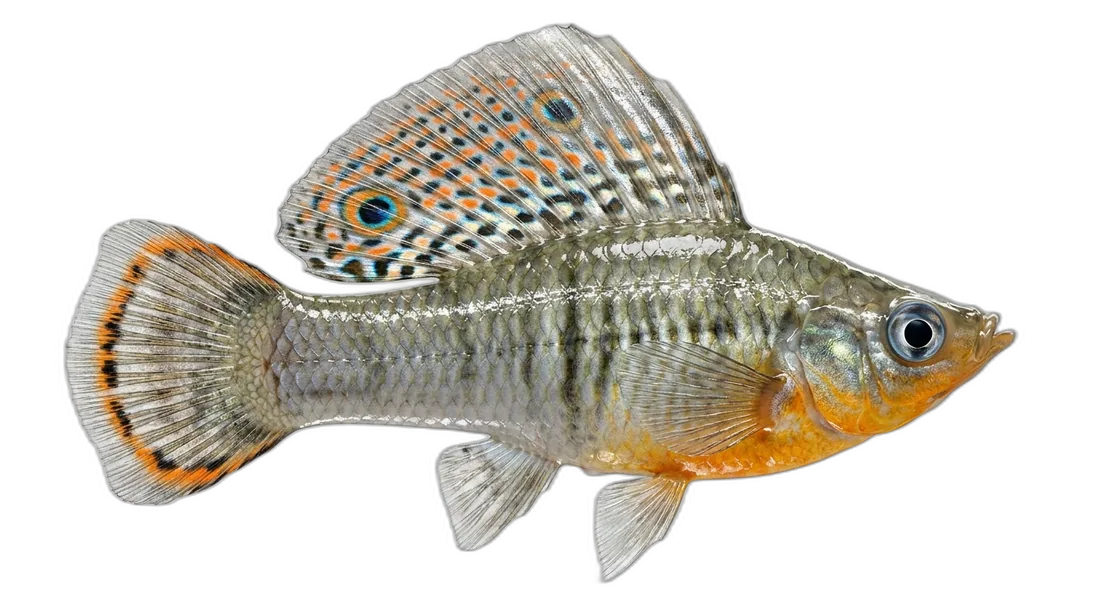 Sailfin Molly