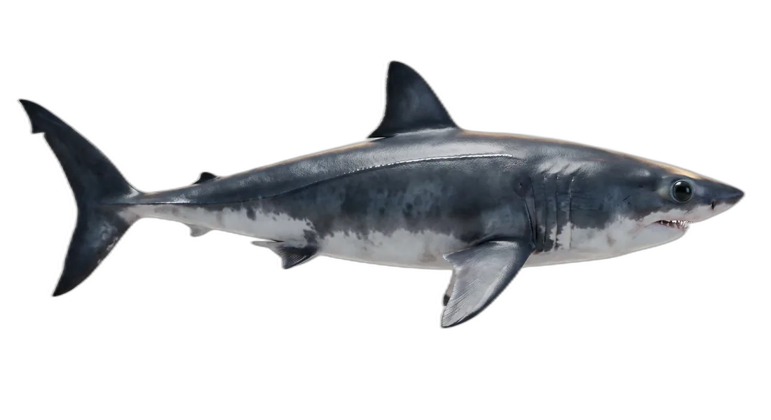 Salmon Shark